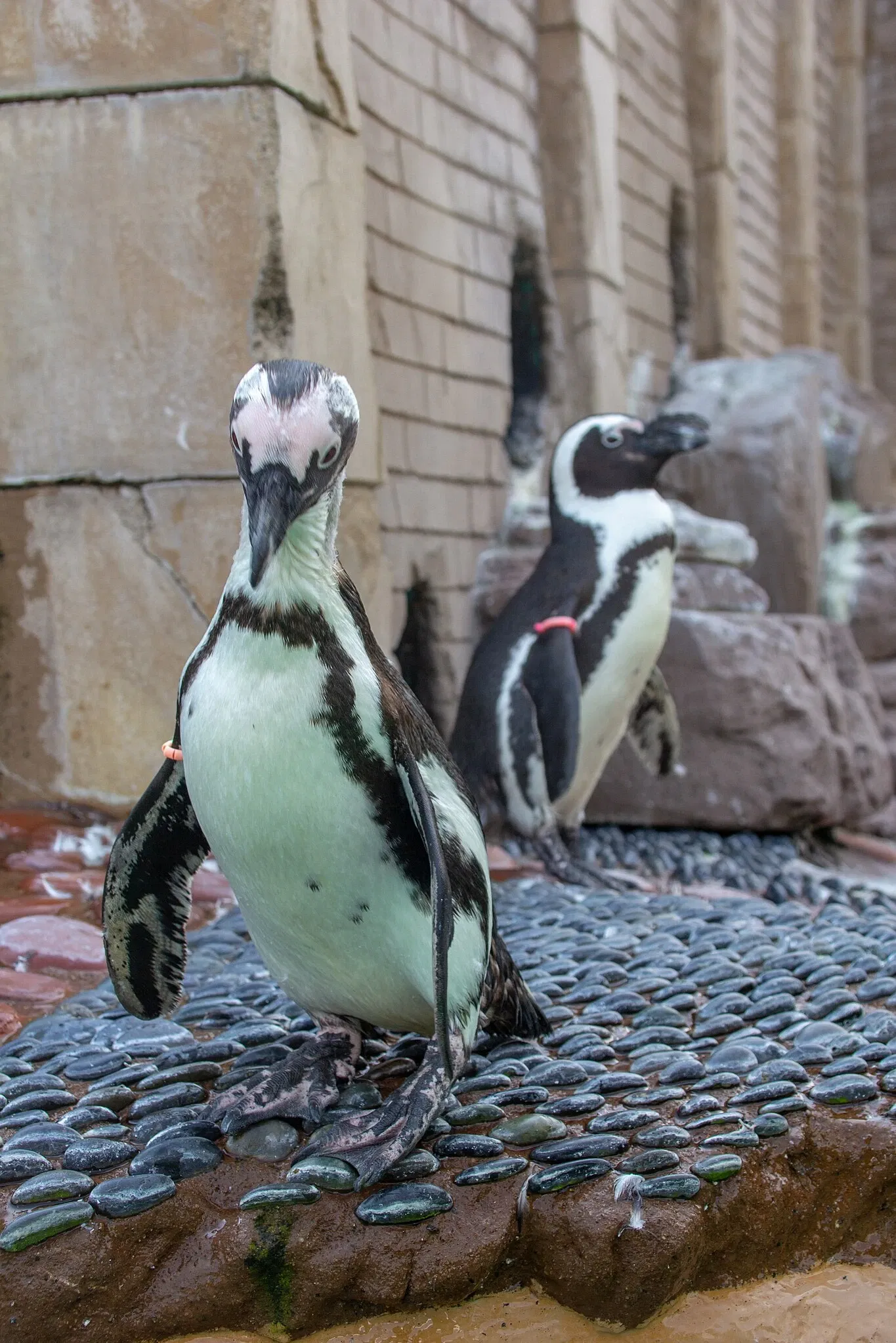 Acuario y centro de exhibiciones de Long Island