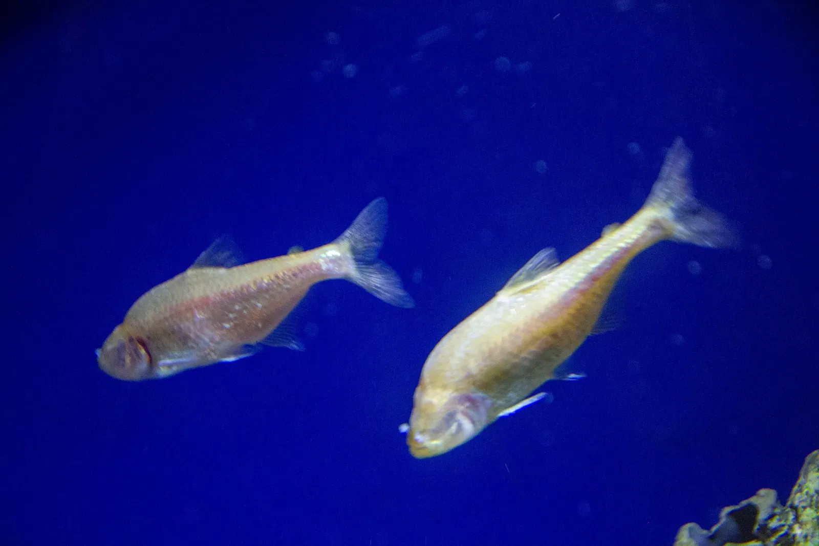 Acuario y centro de exhibiciones de Long Island