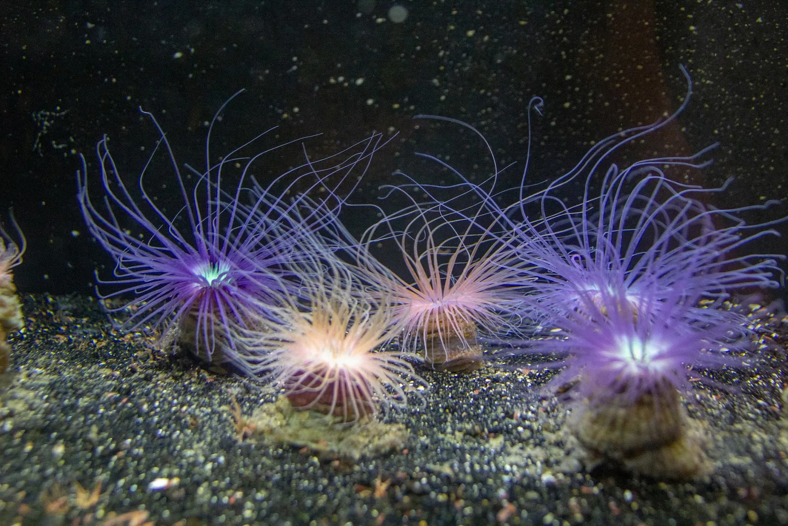 Acuario y centro de exhibiciones de Long Island