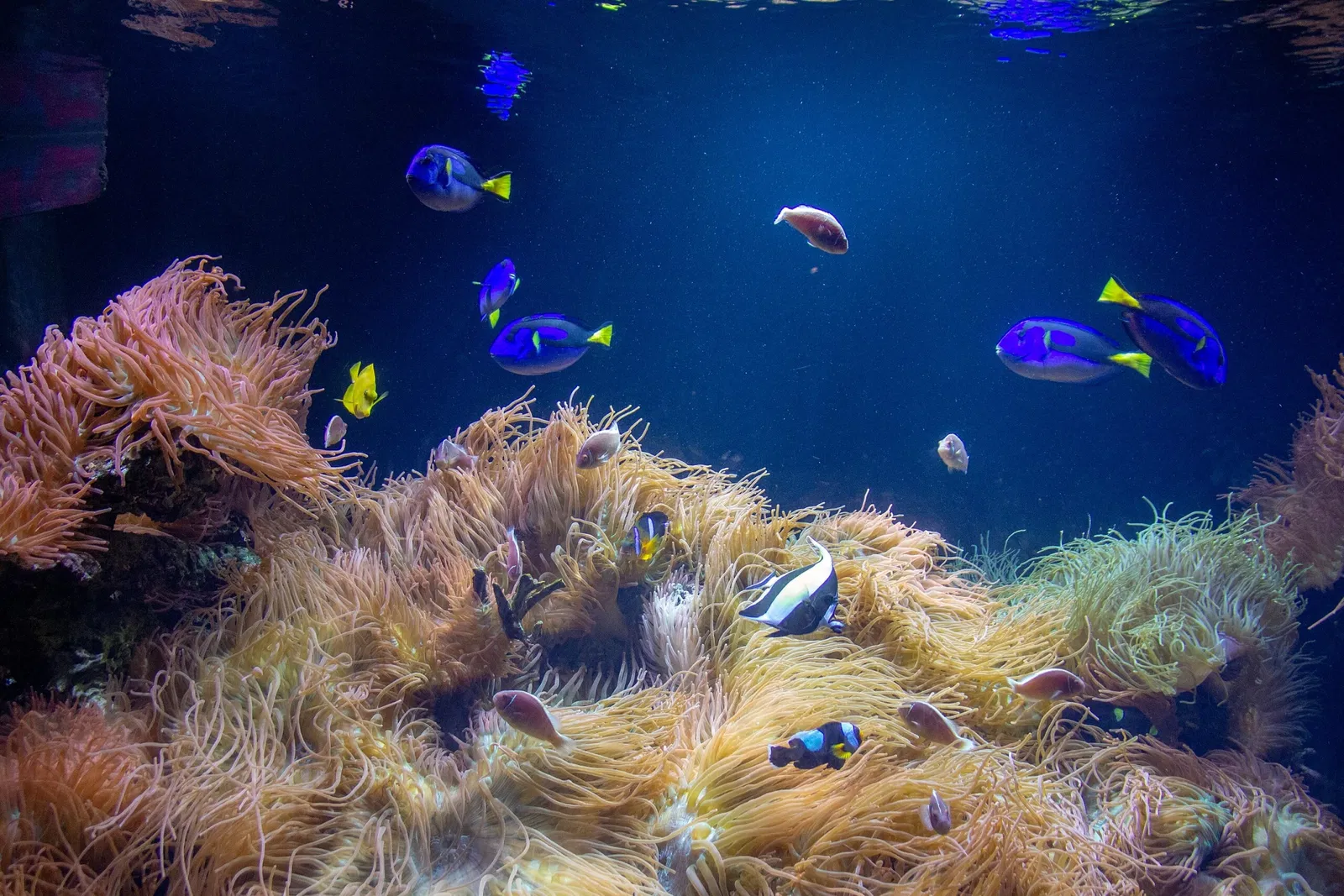 Acuario y centro de exhibiciones de Long Island