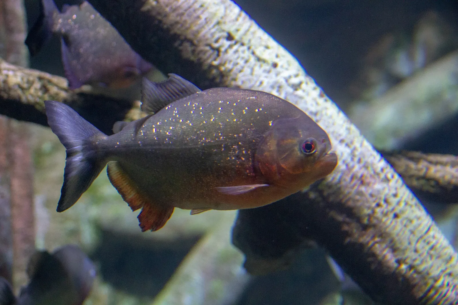Acuario y centro de exhibiciones de Long Island