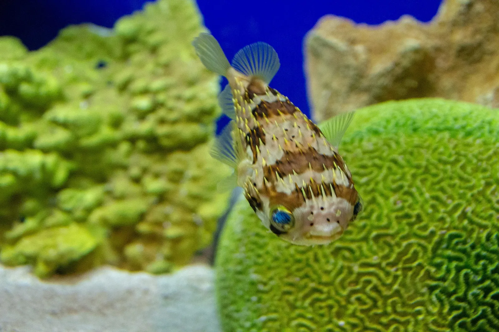 Acquario di Long Island