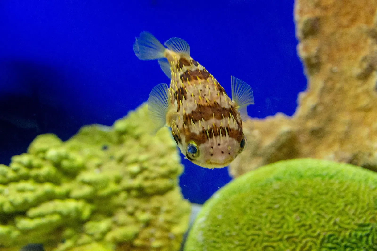 Acquario di Long Island
