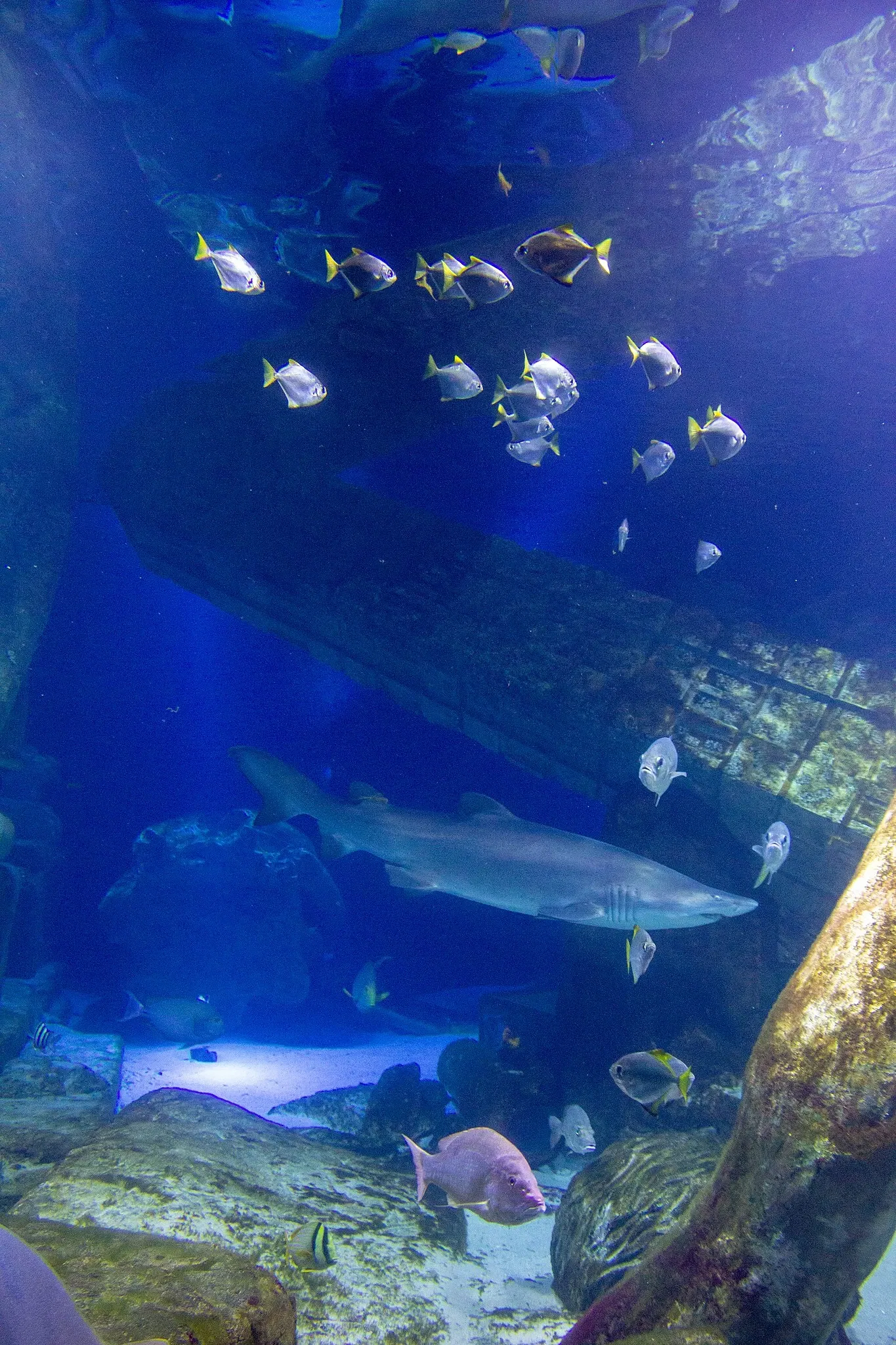 Acuario y centro de exhibiciones de Long Island