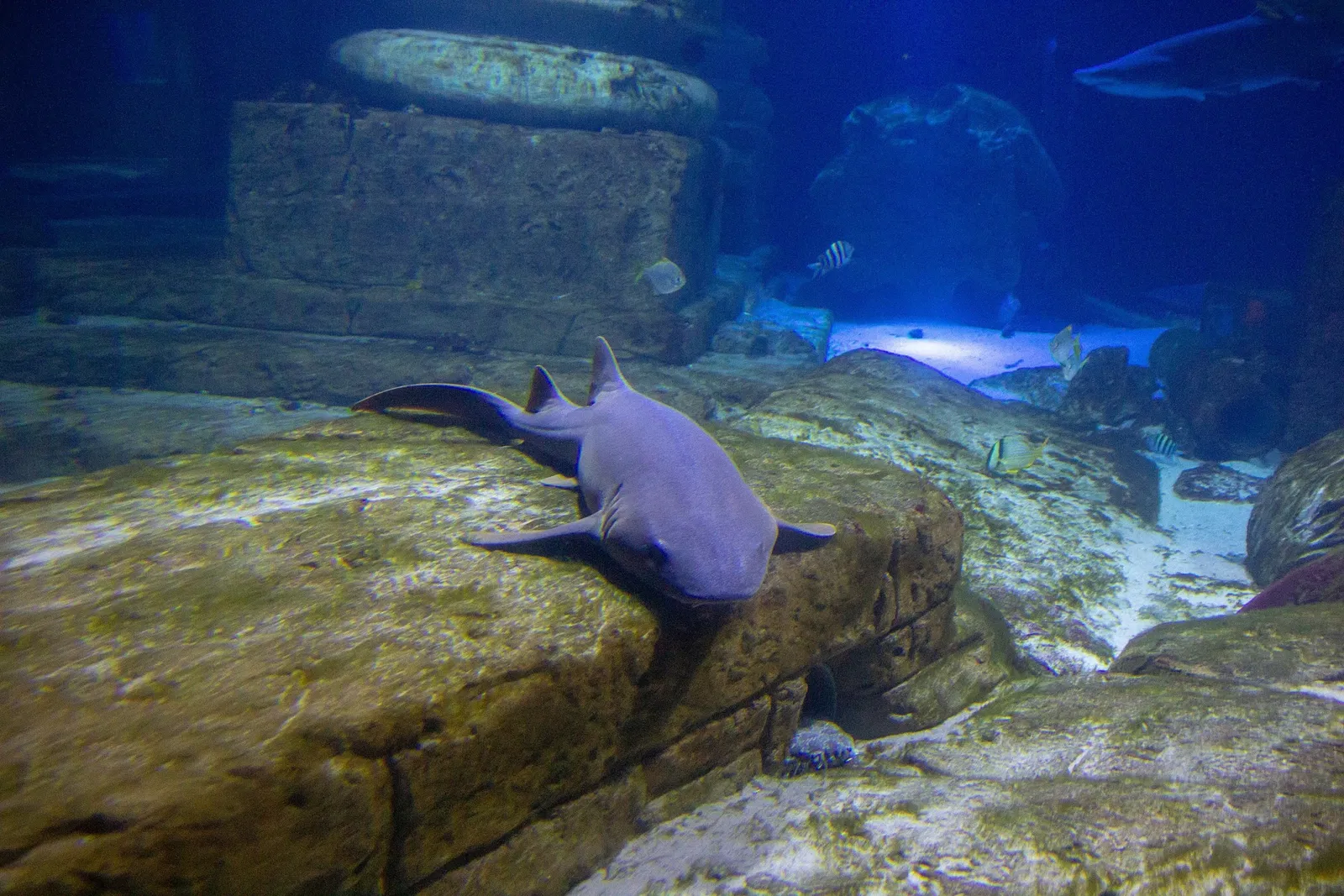 Acuario y centro de exhibiciones de Long Island