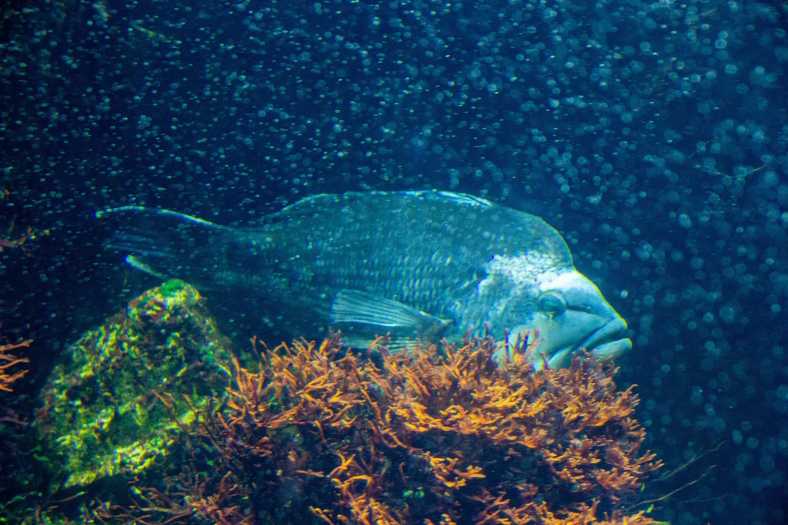 Acquario di Long Island
