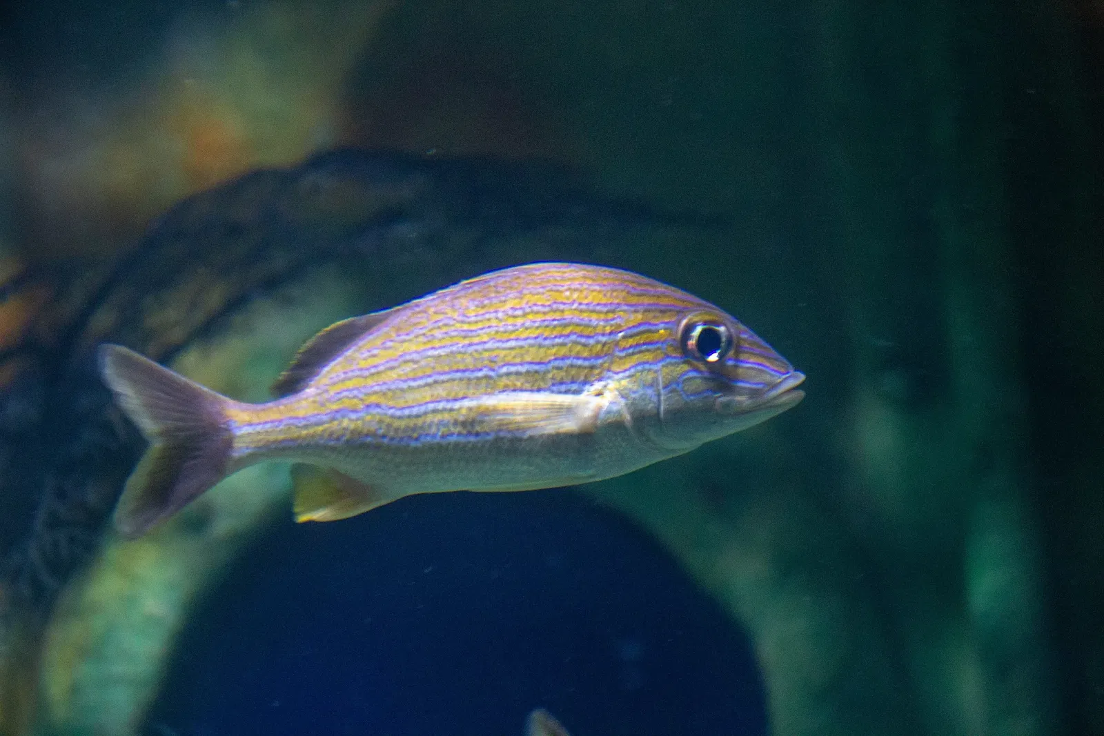 Acquario di Long Island