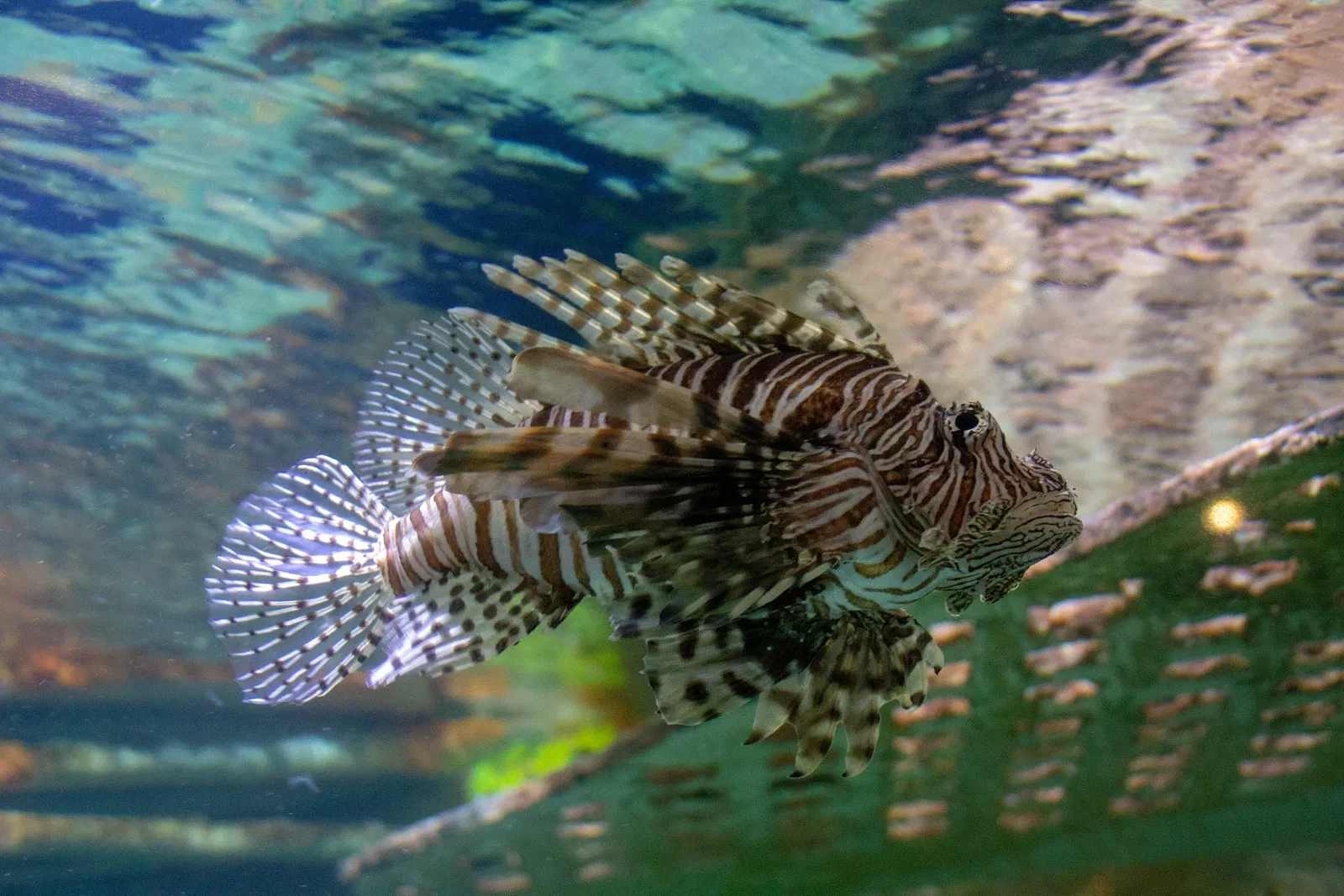 Acuario y centro de exhibiciones de Long Island