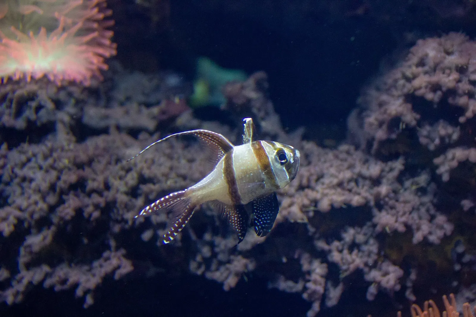 Acuario y centro de exhibiciones de Long Island