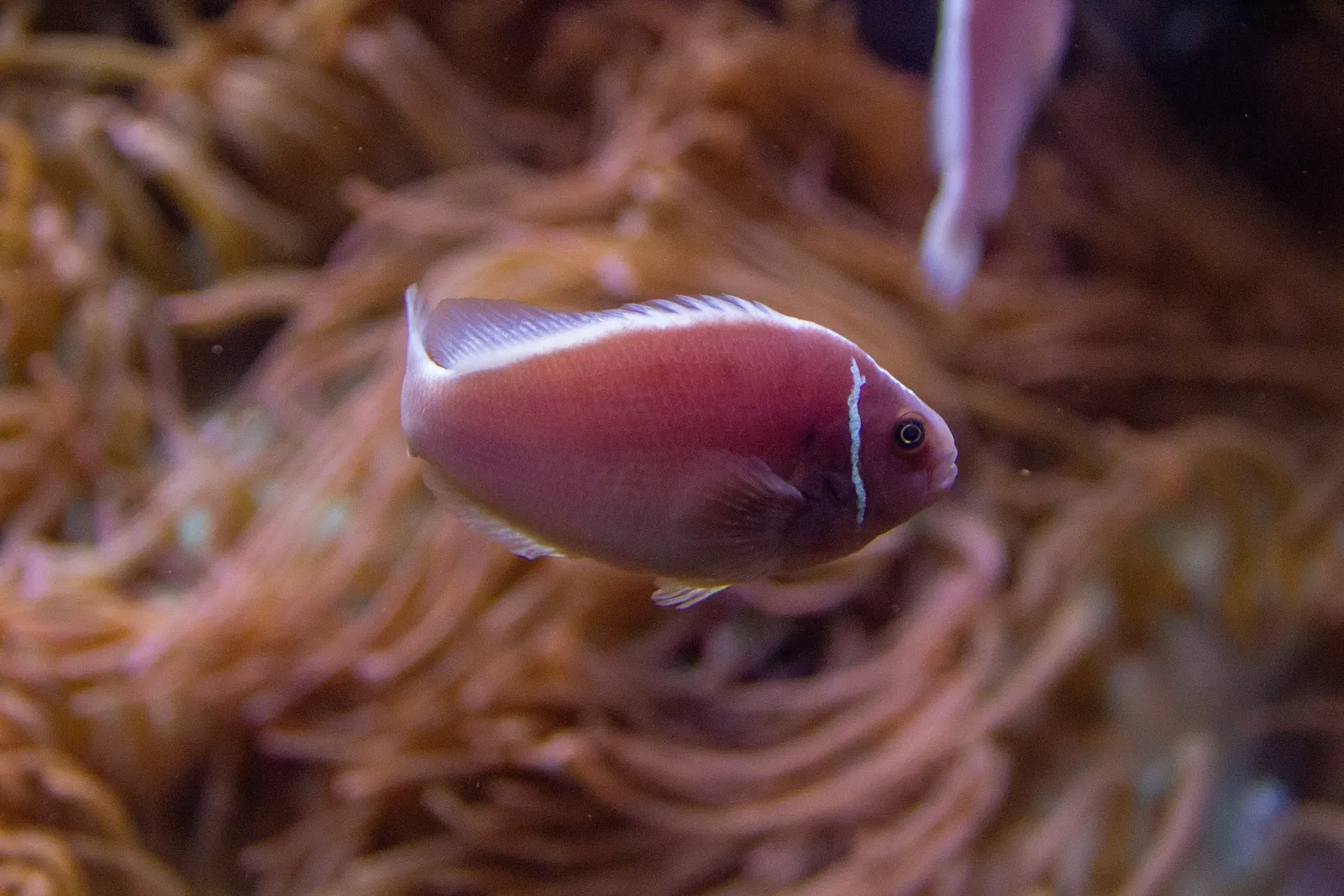 Acquario di Long Island