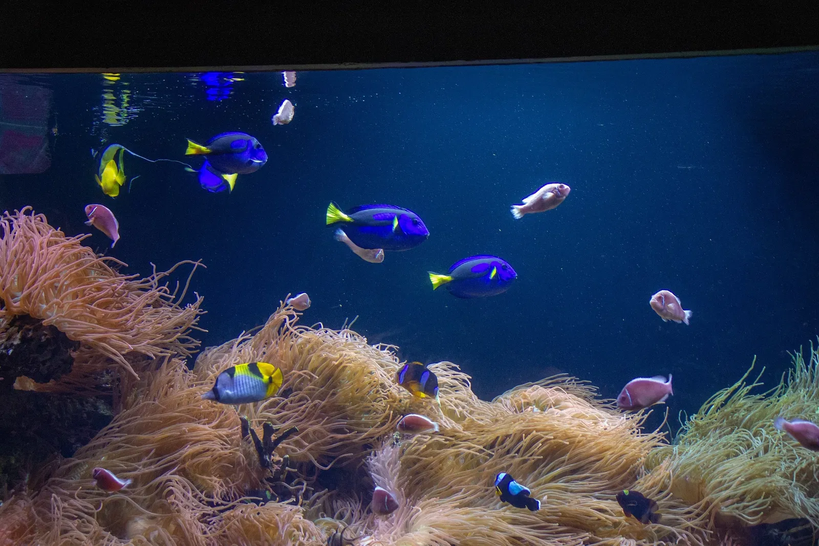 Acquario di Long Island