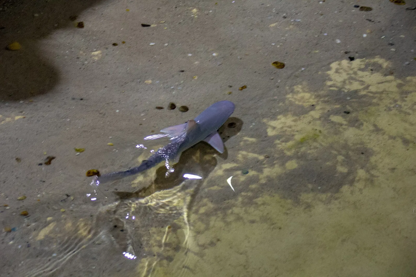 Acquario di Long Island