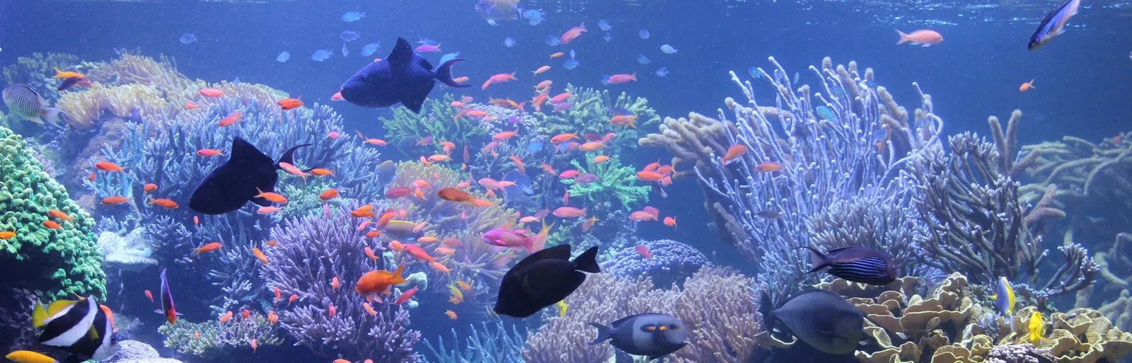 Acquario di Long Island