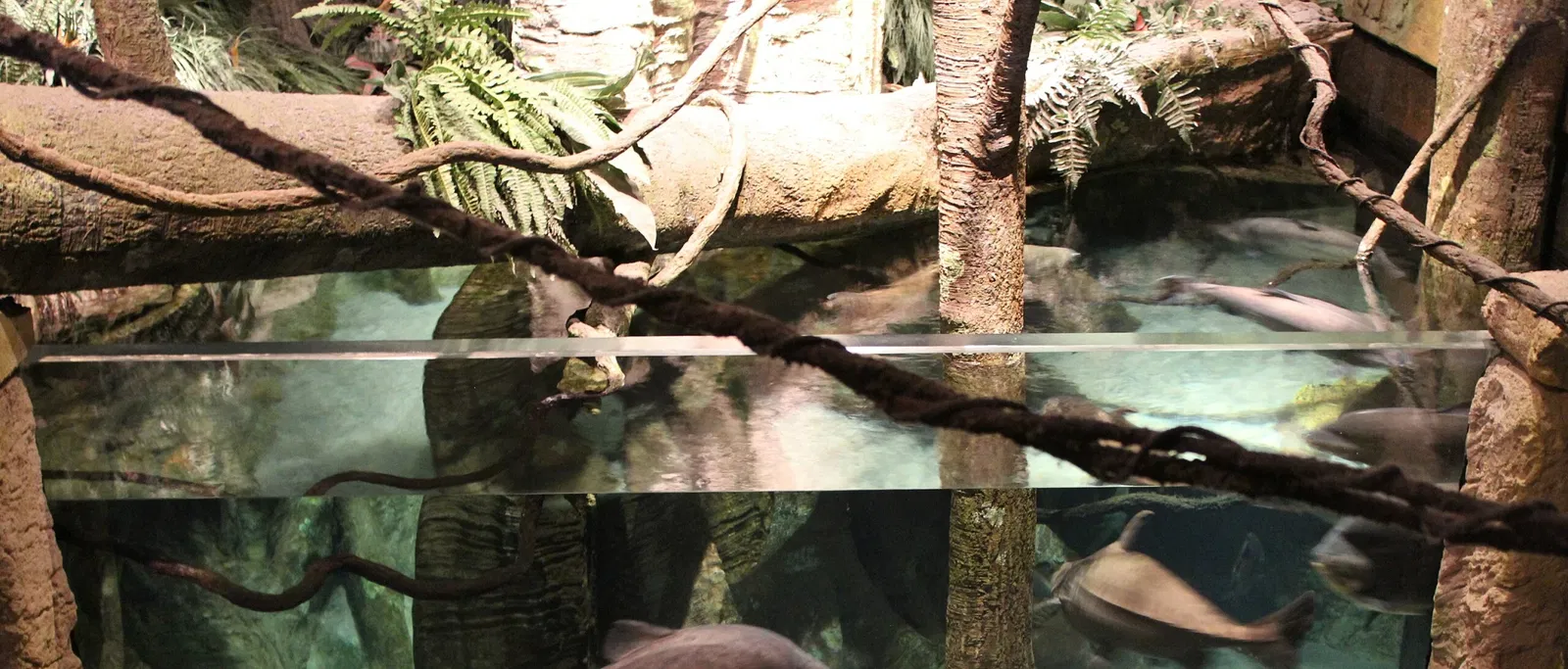 Acquario di Long Island