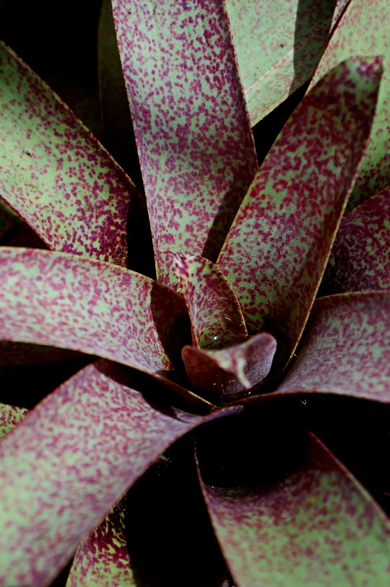 North Coast Regional Botanic Garden