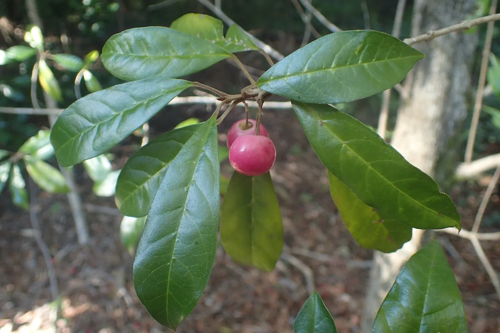 North Coast Regional Botanic Garden