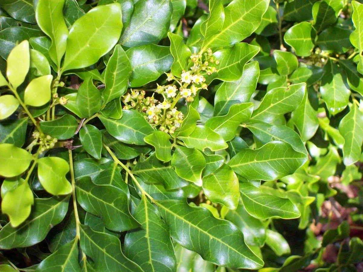 North Coast Regional Botanic Garden