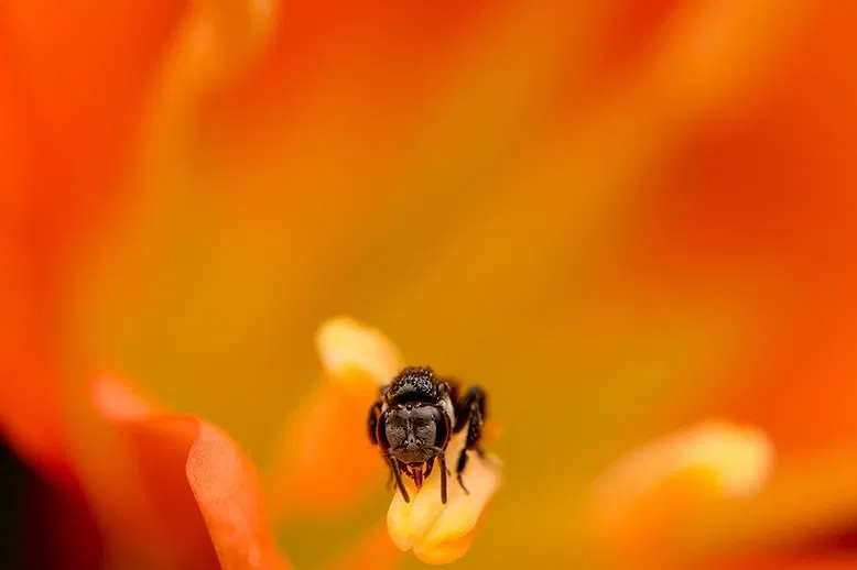 Jardín botánico regional de la Costa Norte