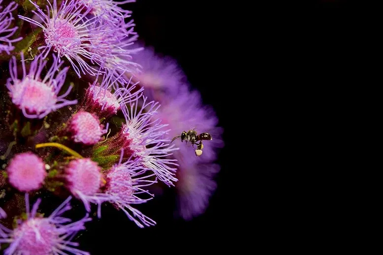 Jardín botánico regional de la Costa Norte