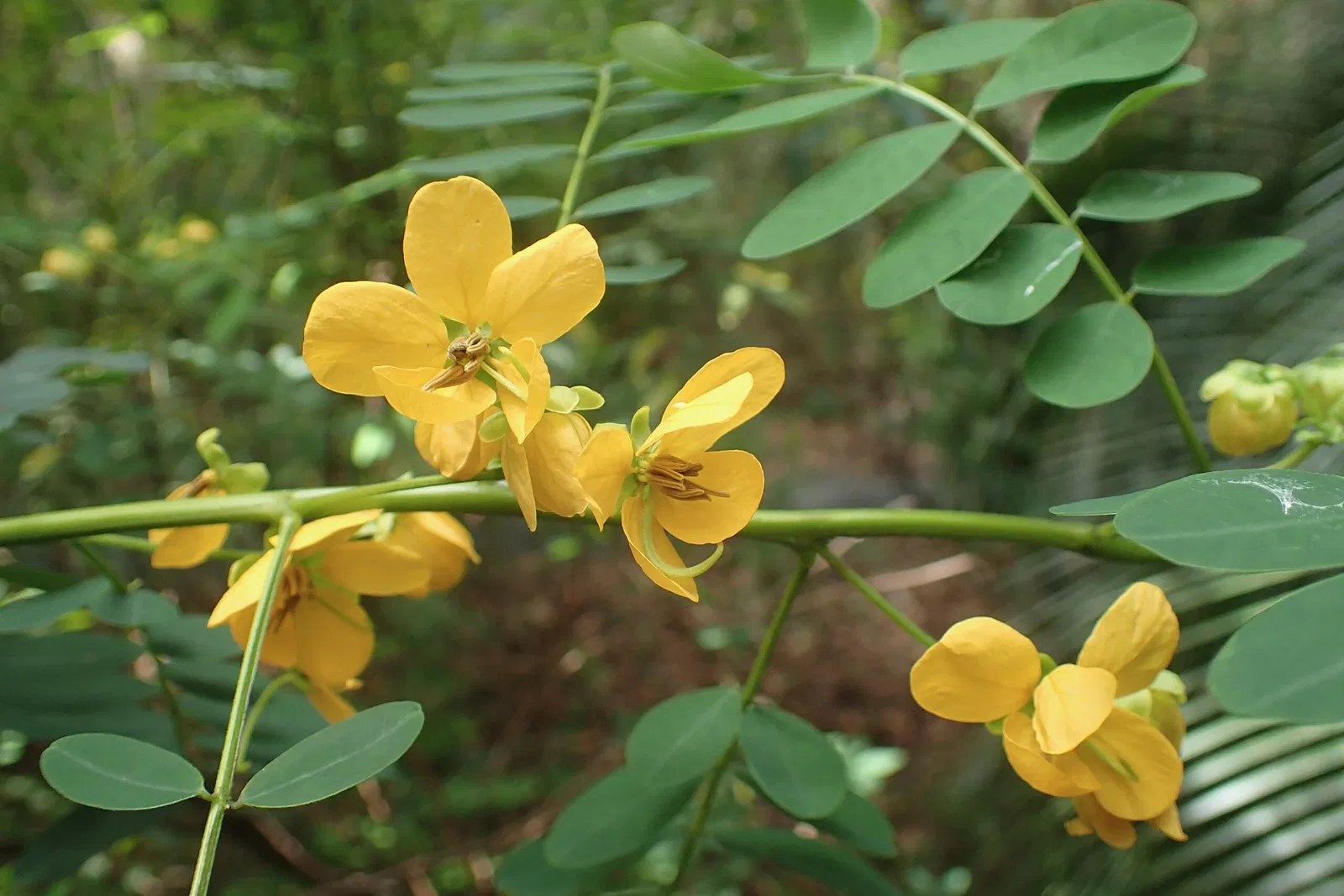 Jardín botánico regional de la Costa Norte