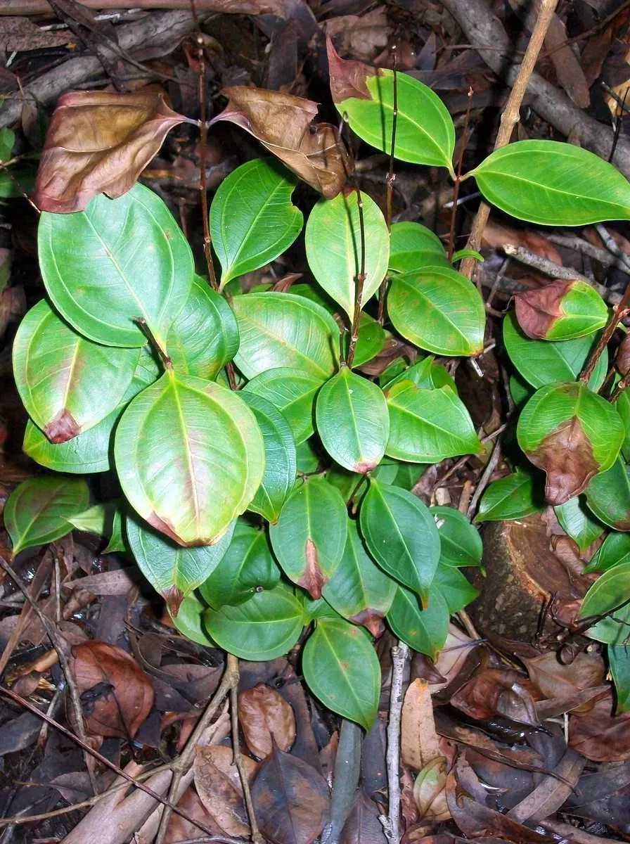 Jardín botánico regional de la Costa Norte
