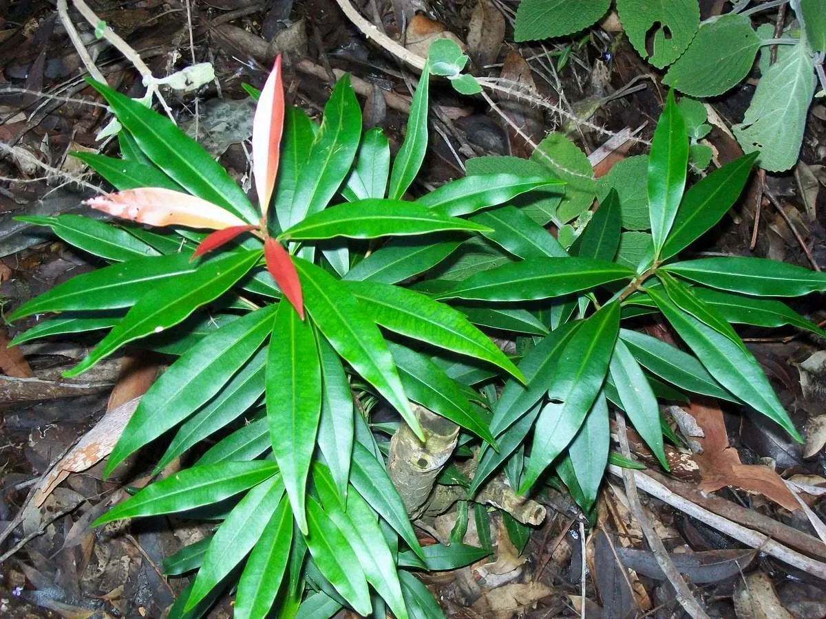 Jardín botánico regional de la Costa Norte