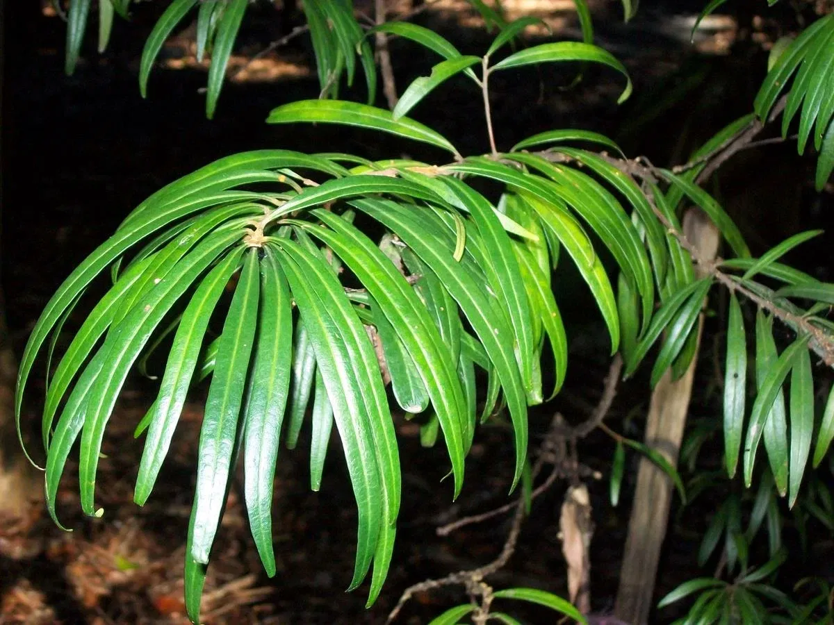 Jardín botánico regional de la Costa Norte