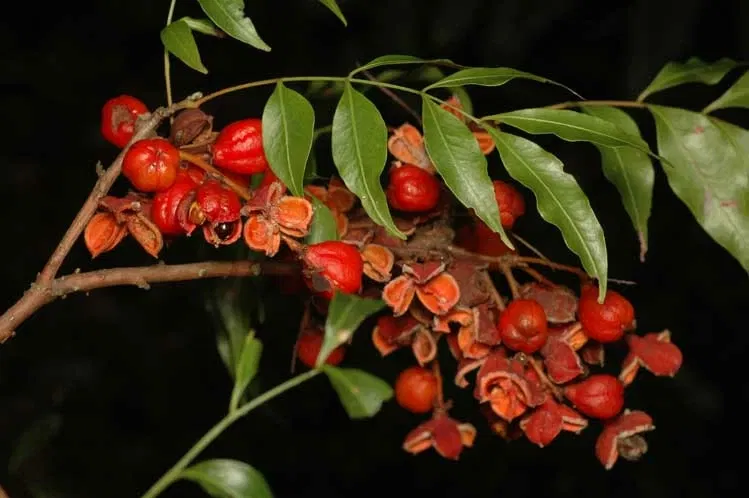 Jardín botánico regional de la Costa Norte