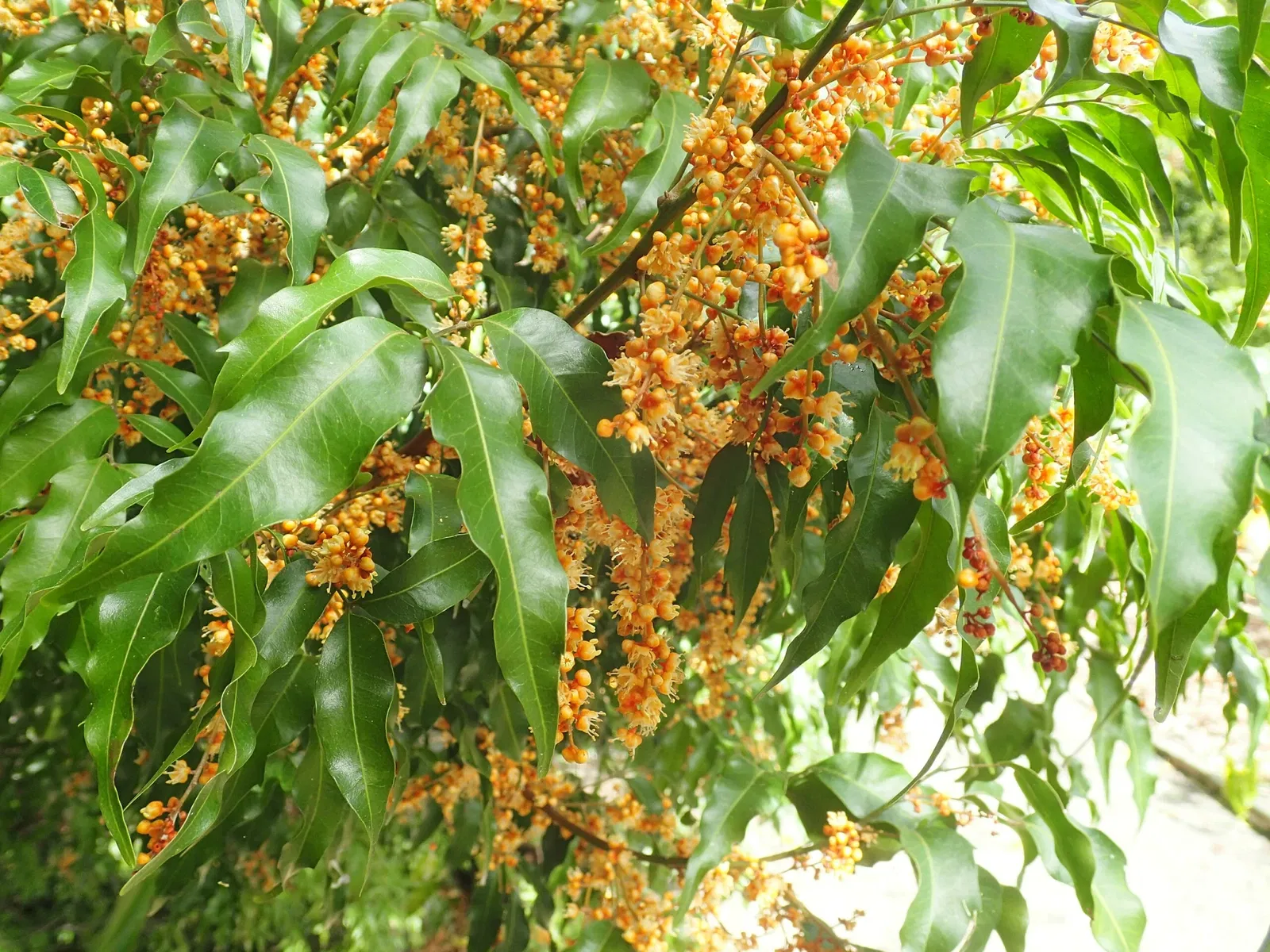 North Coast Regional Botanic Garden