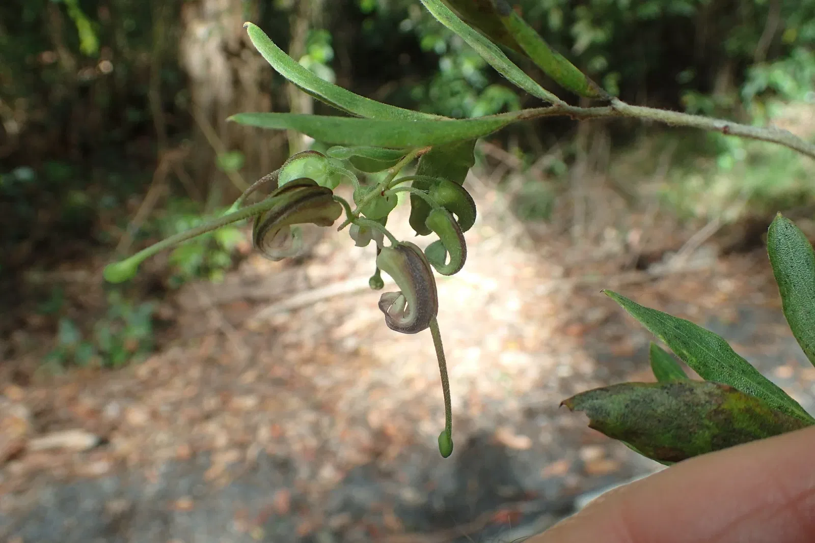 North Coast Regional Botanic Garden