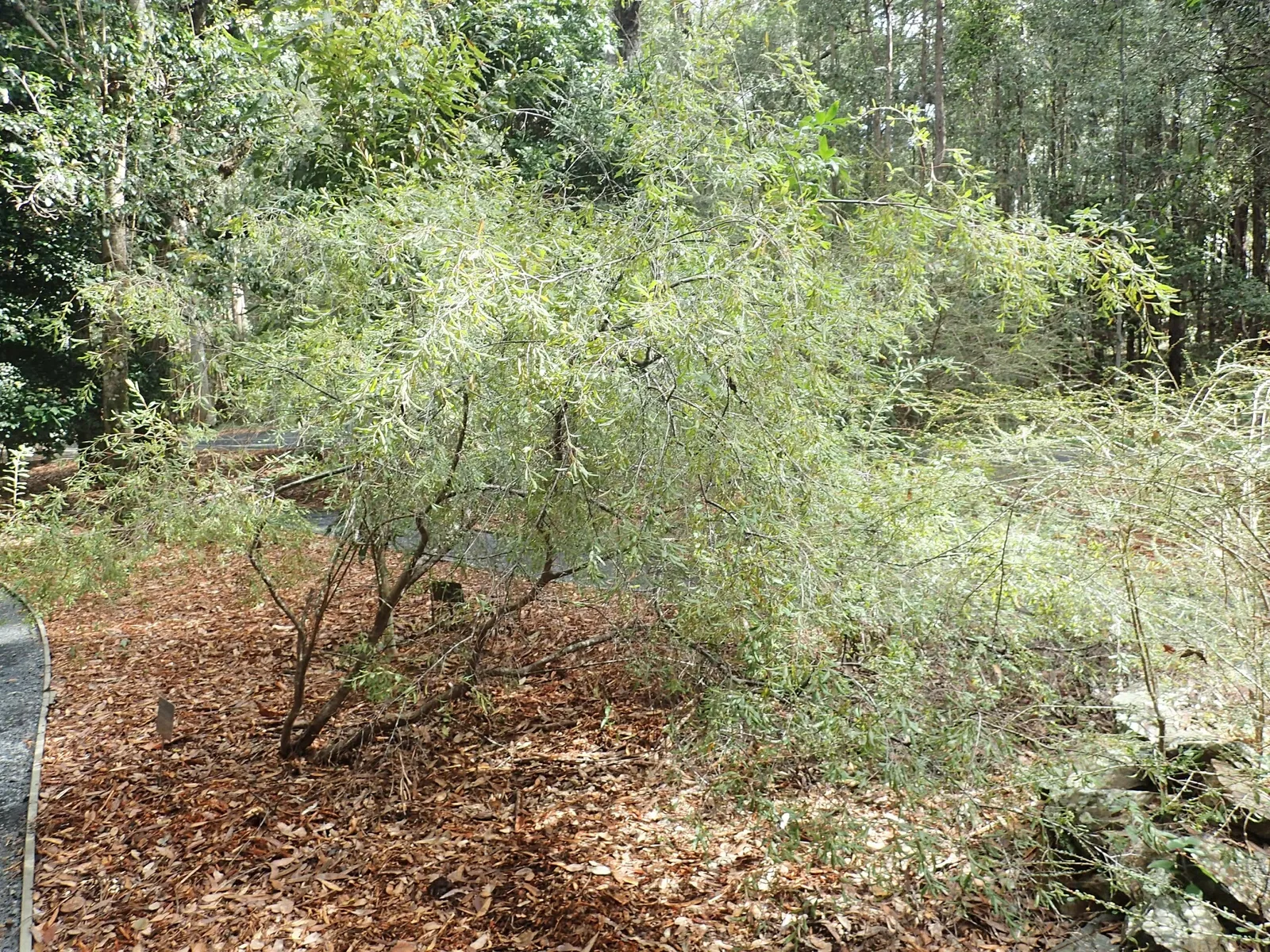 North Coast Regional Botanic Garden