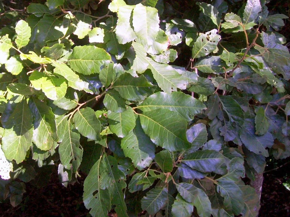 North Coast Regional Botanic Garden