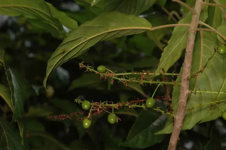 Jardín botánico regional de la Costa Norte
