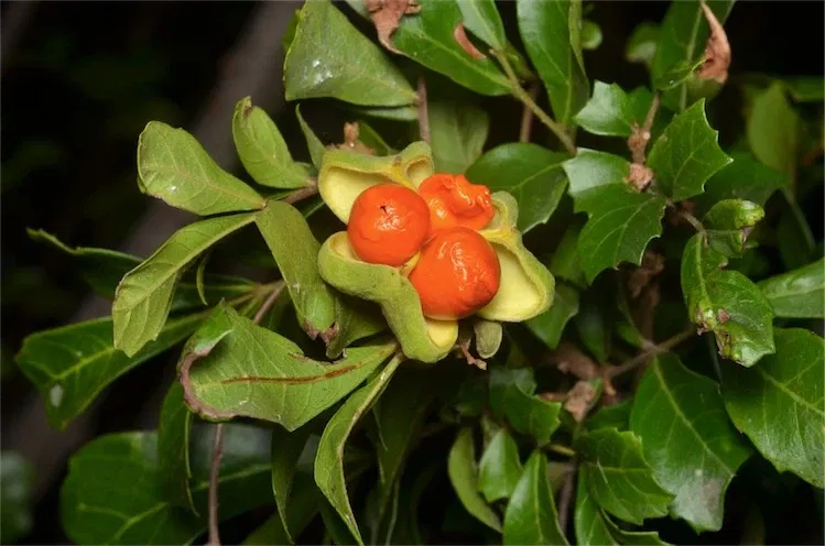 Jardín botánico regional de la Costa Norte