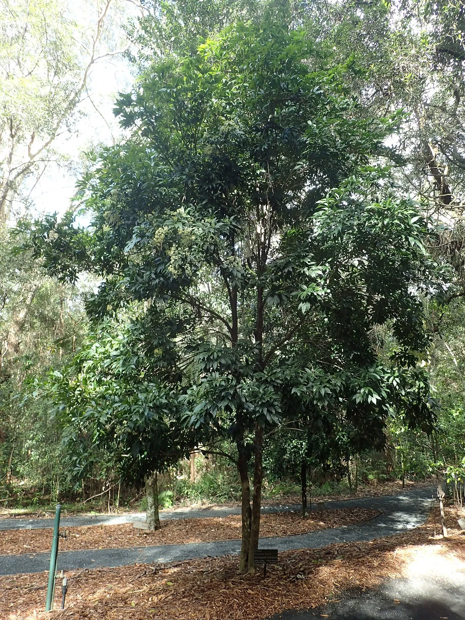 North Coast Regional Botanic Garden