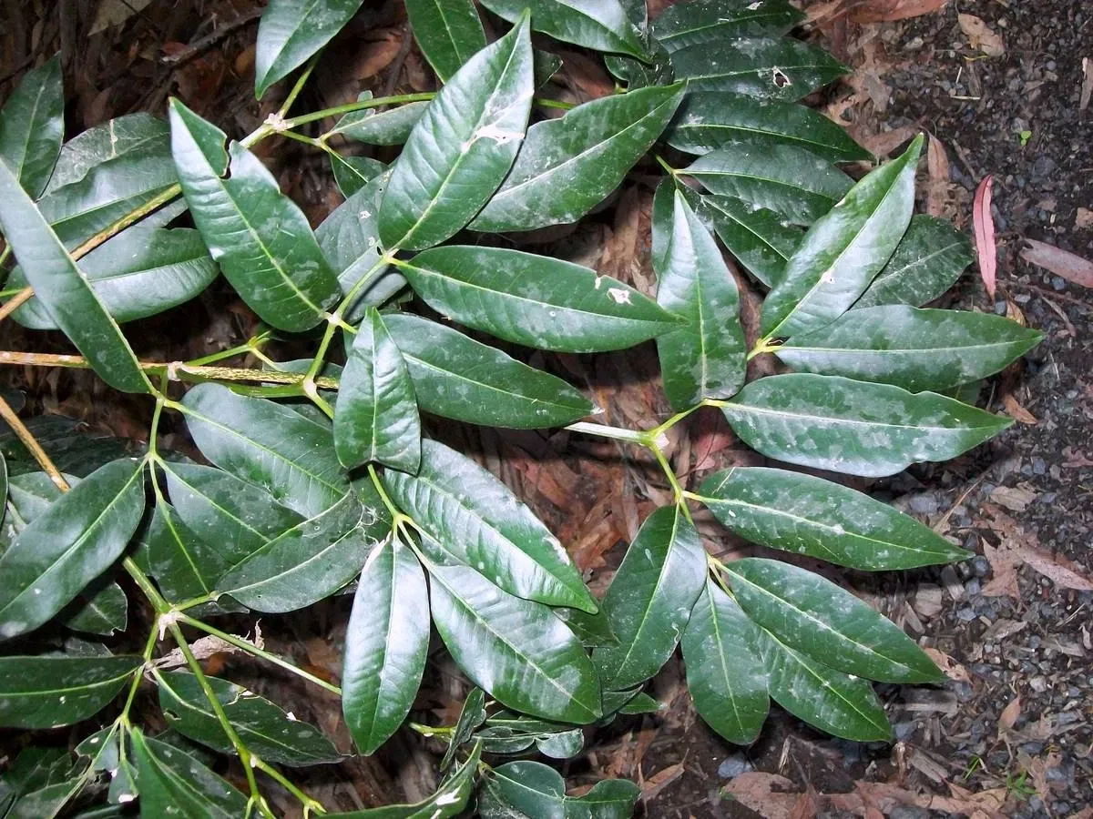 North Coast Regional Botanic Garden