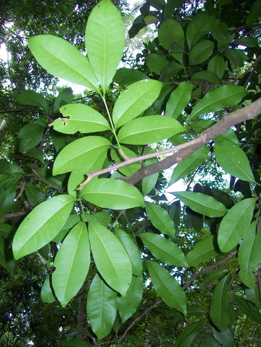Jardín botánico regional de la Costa Norte