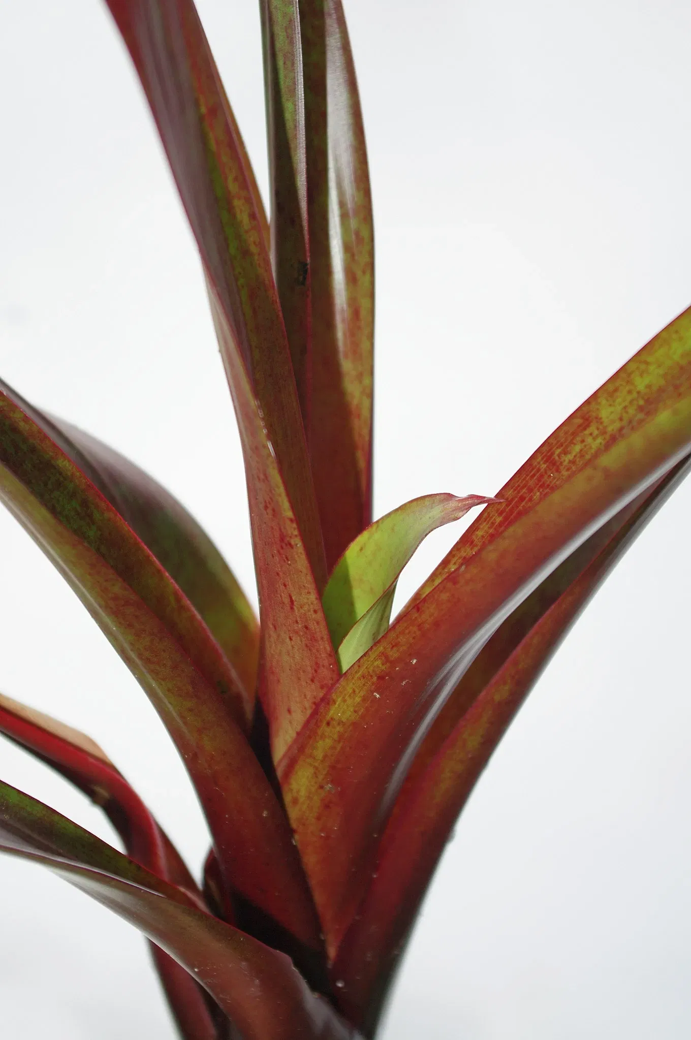 North Coast Regional Botanic Garden