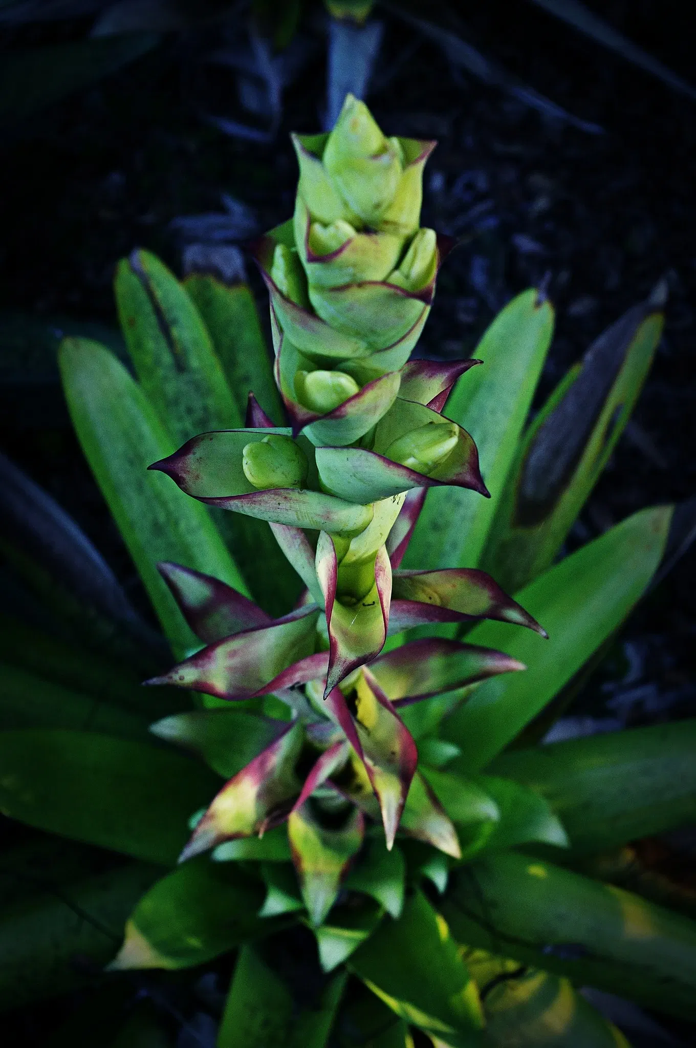 North Coast Regional Botanic Garden
