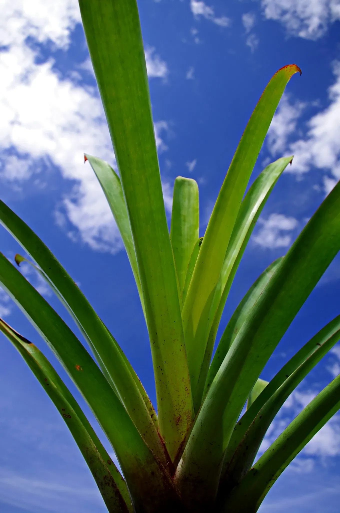 North Coast Regional Botanic Garden