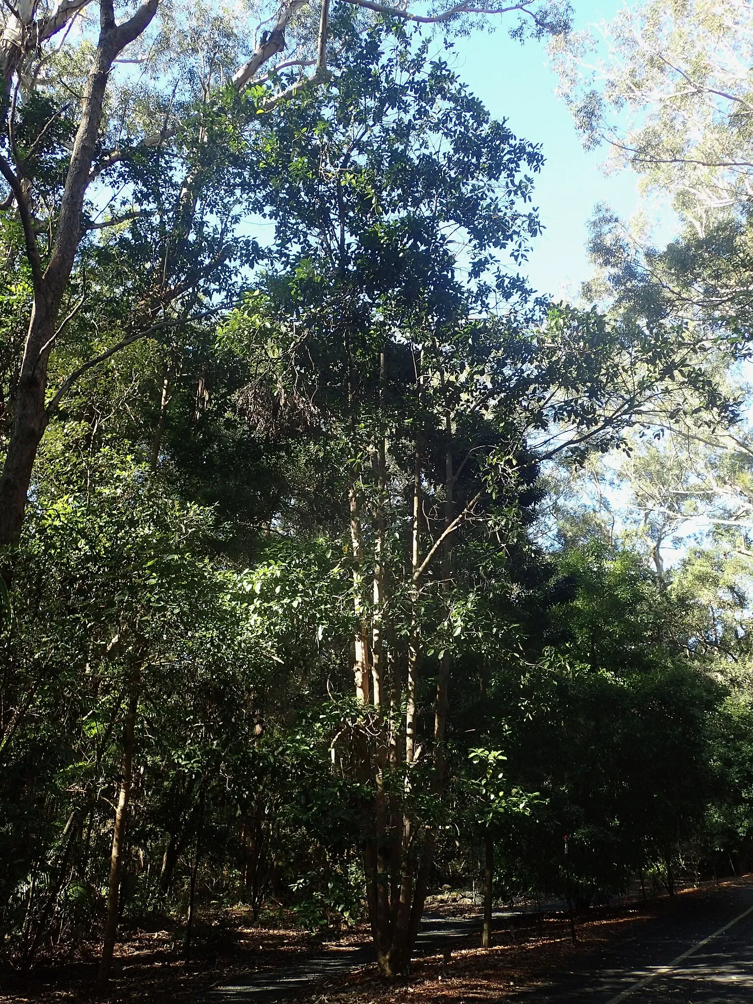 Jardín botánico regional de la Costa Norte