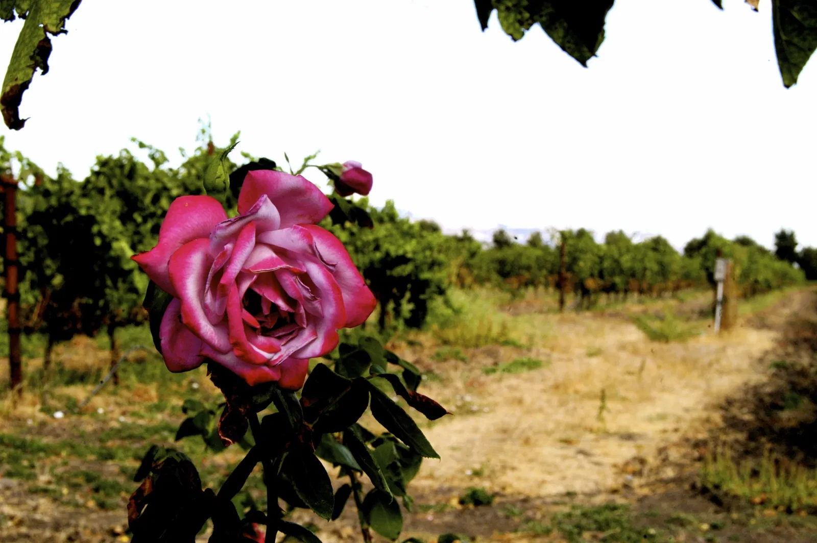 California Missions Museum