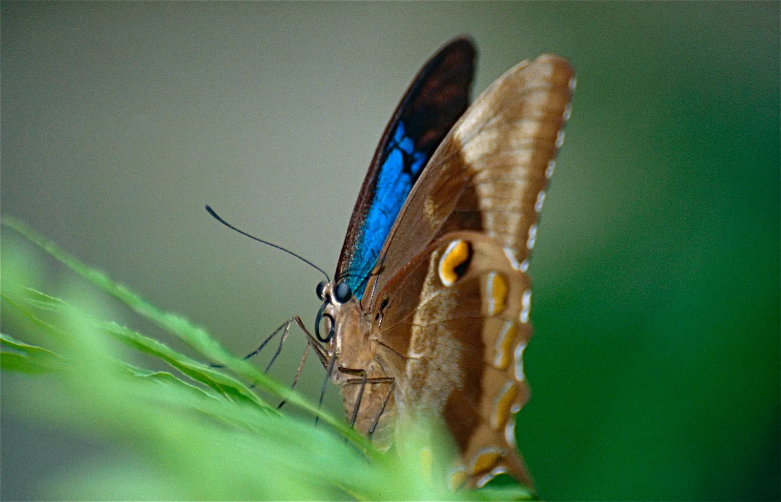 Australian Butterfly Sanctuary