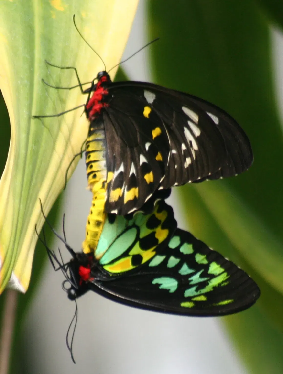 Australian Butterfly Sanctuary
