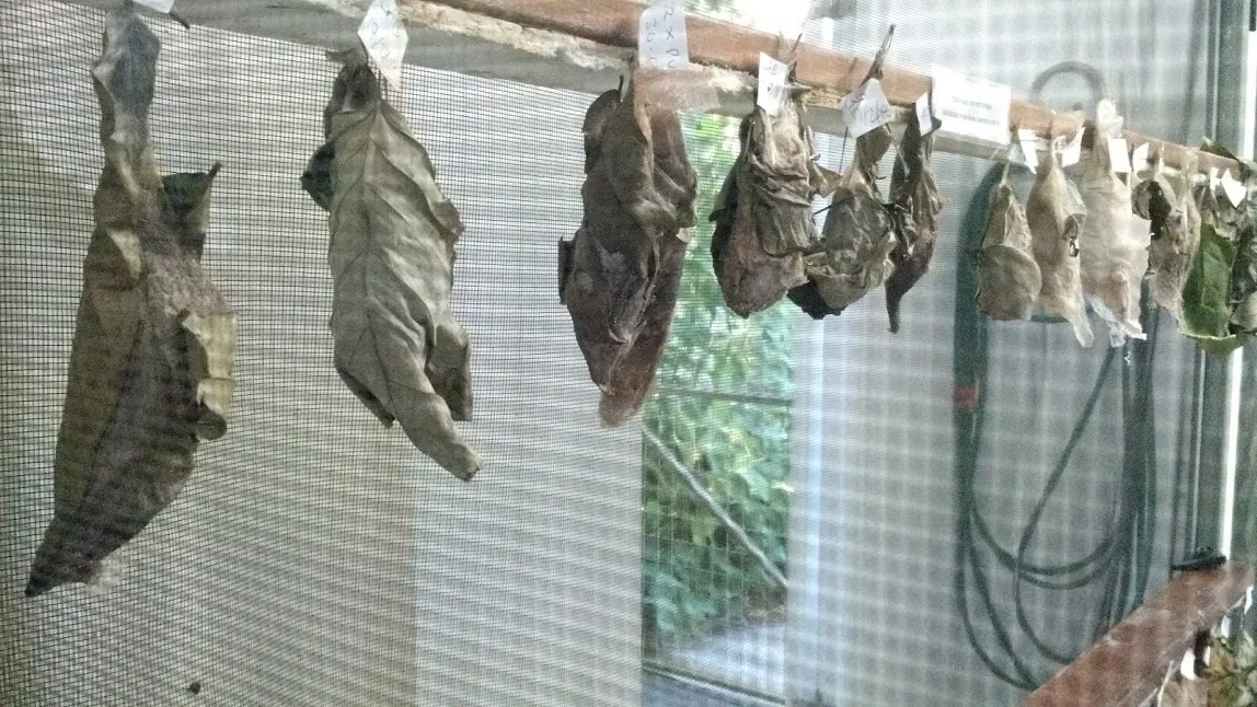 Australian Butterfly Sanctuary