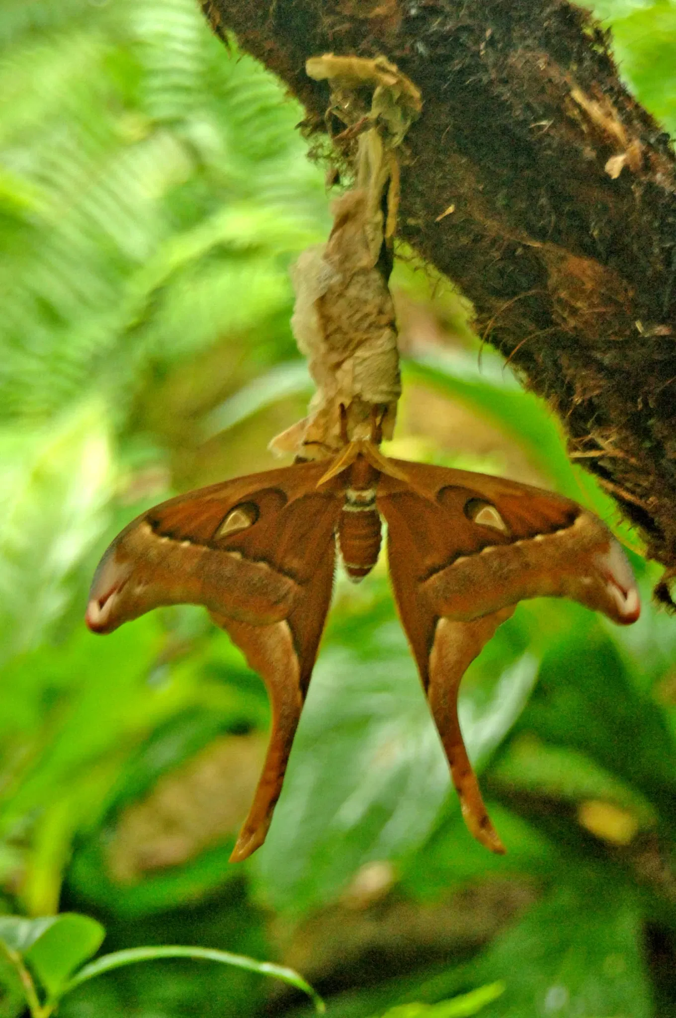 Australian Butterfly Sanctuary