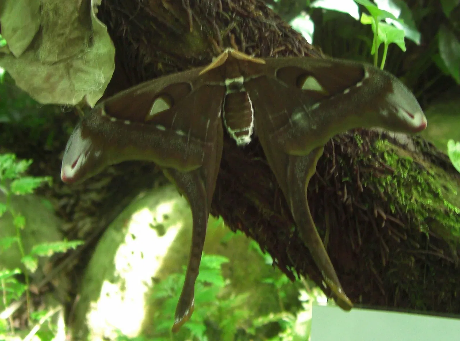 Australian Butterfly Sanctuary