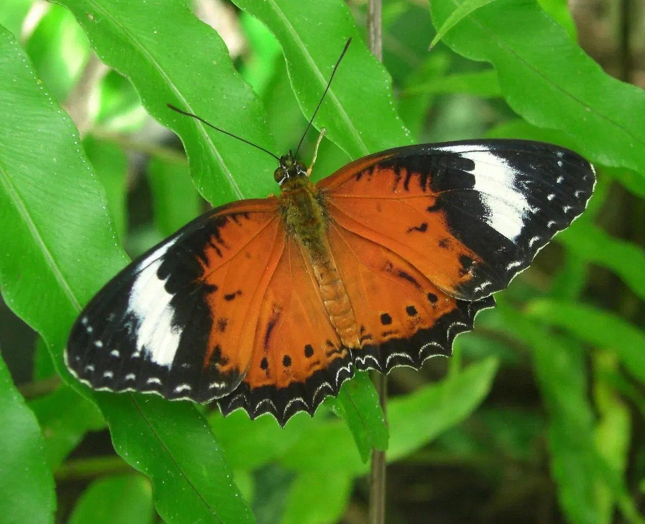 Australian Butterfly Sanctuary