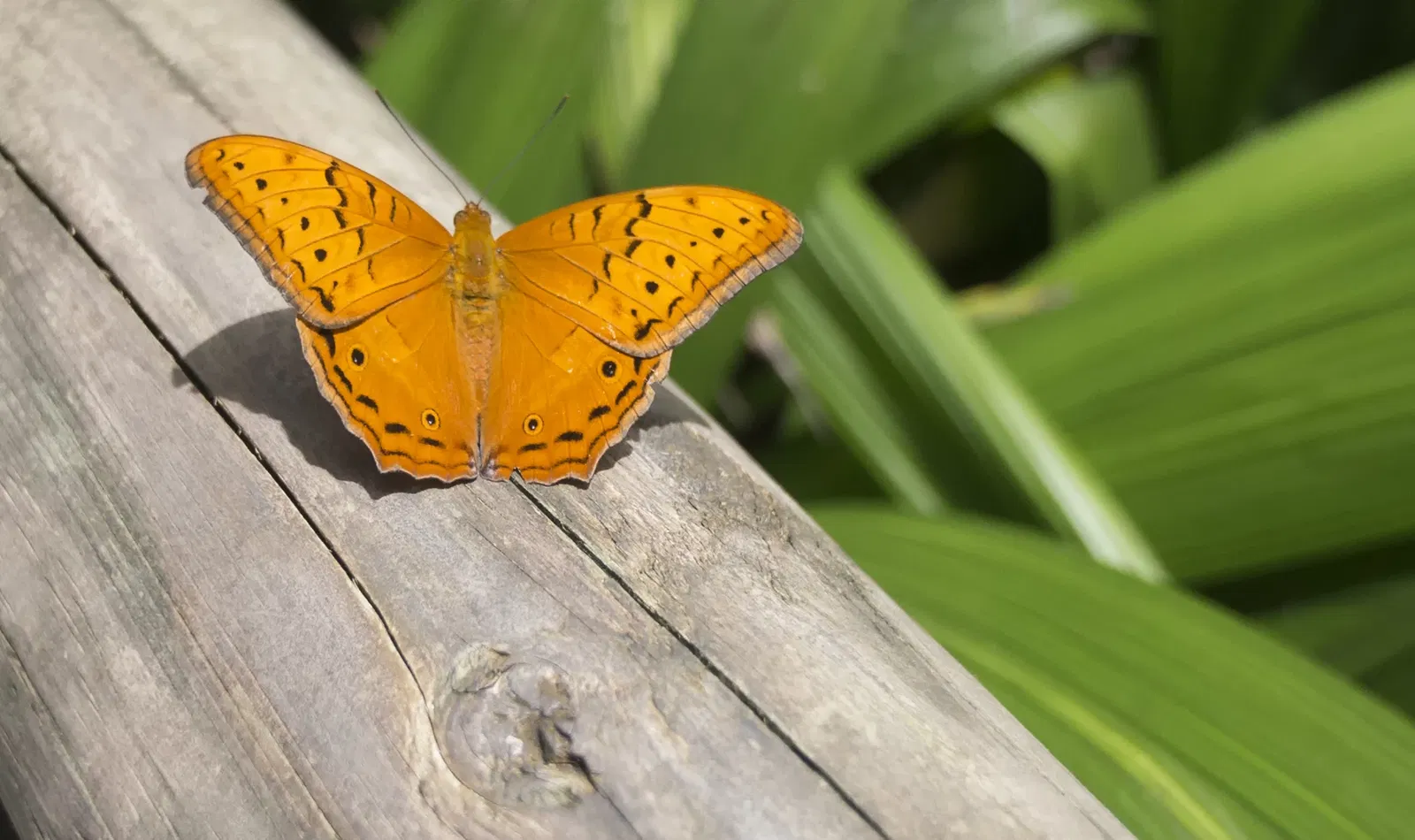 Australian Butterfly Sanctuary