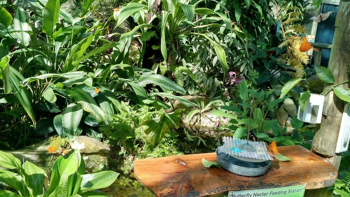 Australian Butterfly Sanctuary